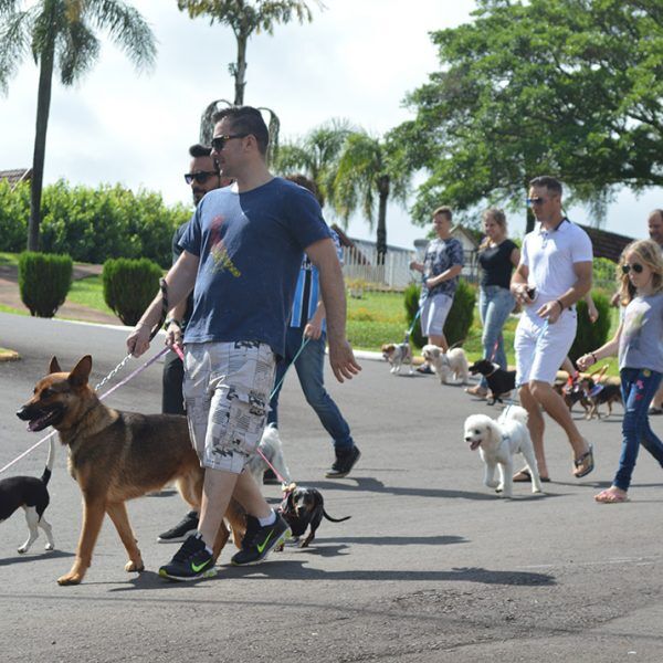 Manhã para exercitar cães e donos