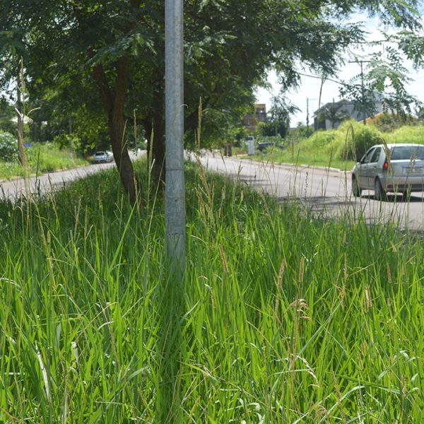 Mato no canteiro dificulta visibilidade de motoristas