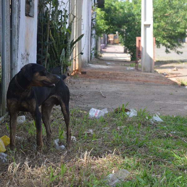 Senado aprova aumento de pena para quem maltratar cães e gatos