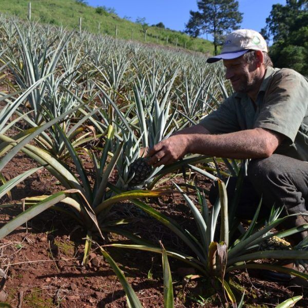 Abacaxi orgânico: sabor de saúde  