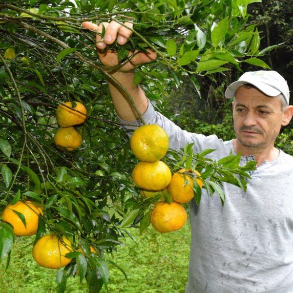 Bergamota para  adoçar os lucros