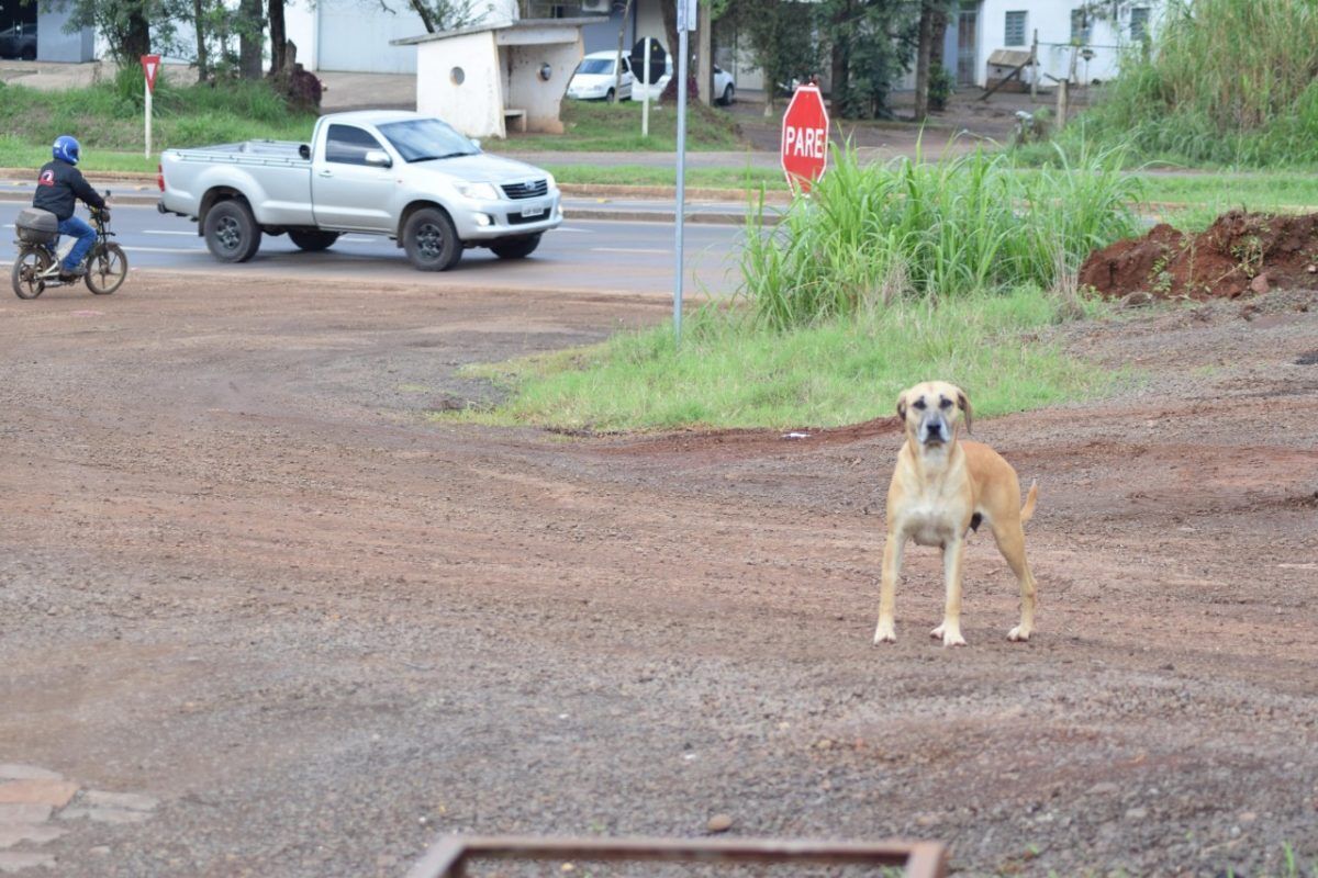 Rodovia vira  área de abandono  de cachorros