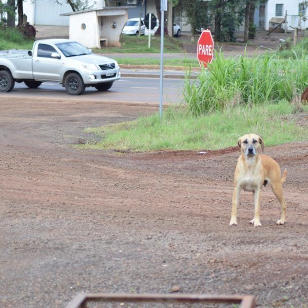Rodovia vira  área de abandono  de cachorros