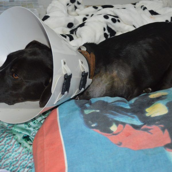 Após ter a pata mutilada, cadela é socorrida por ONG