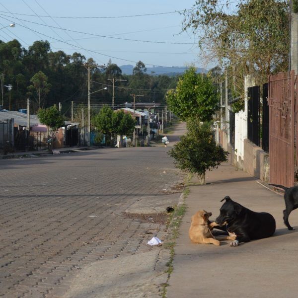 Projeto vai castrar mais  de mil animais em 2019