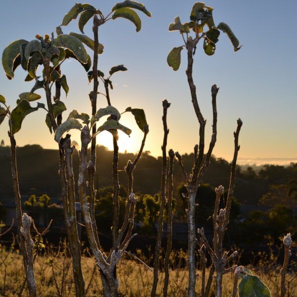 Inverno de extremos, prejuízos no campo