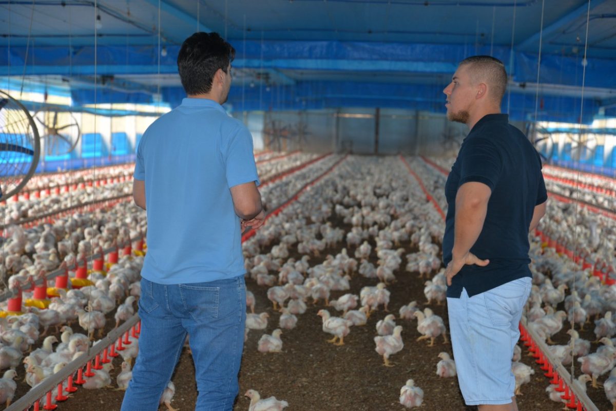 3ª Teutofrangofest consolida  produção avícola da região