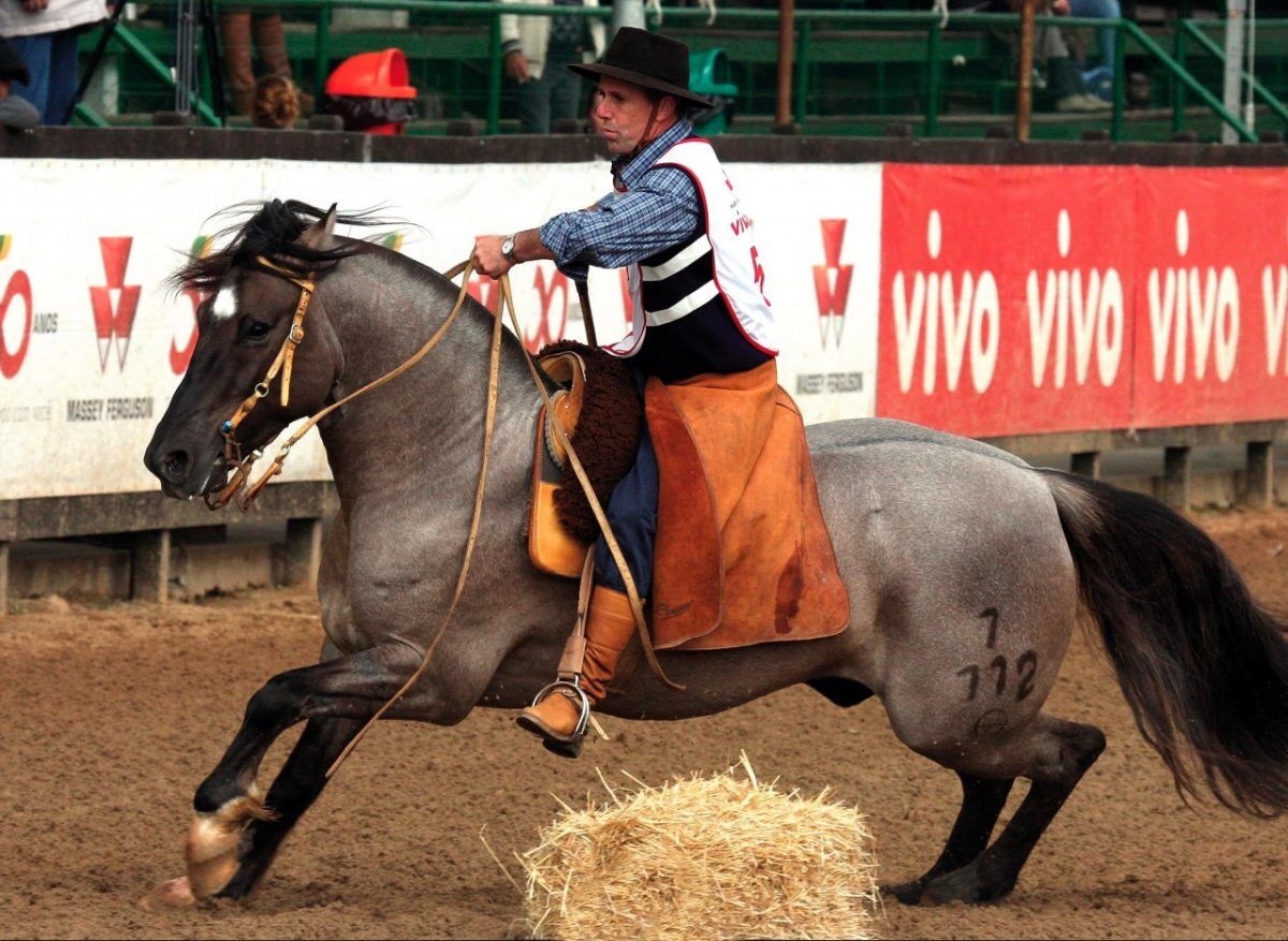 Na Expointer, Cabanha Maufer leiloa cavalos crioulos premiados
