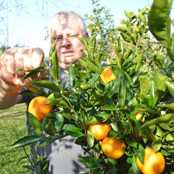 Aposta na produção  orgânica de laranja