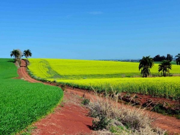 Culturas de inverno apresentam bom desenvolvimento no Estado