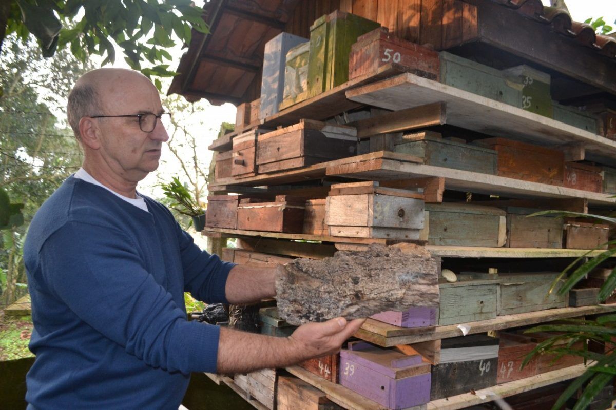 Abelhas sem ferrão: ecossistema preservado