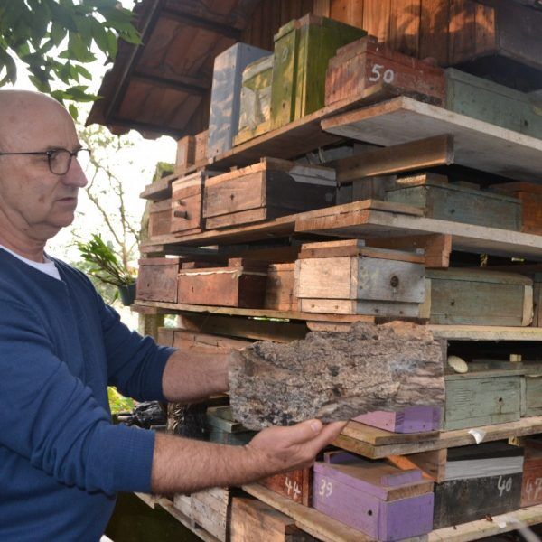 Abelhas sem ferrão: ecossistema preservado