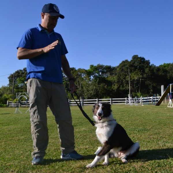 Border Collie: aliado na lida do campo