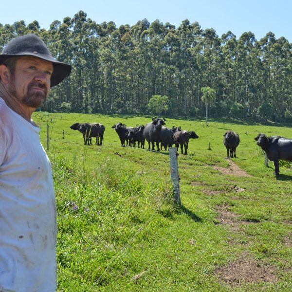 Febre aftosa: o avanço no status sanitário