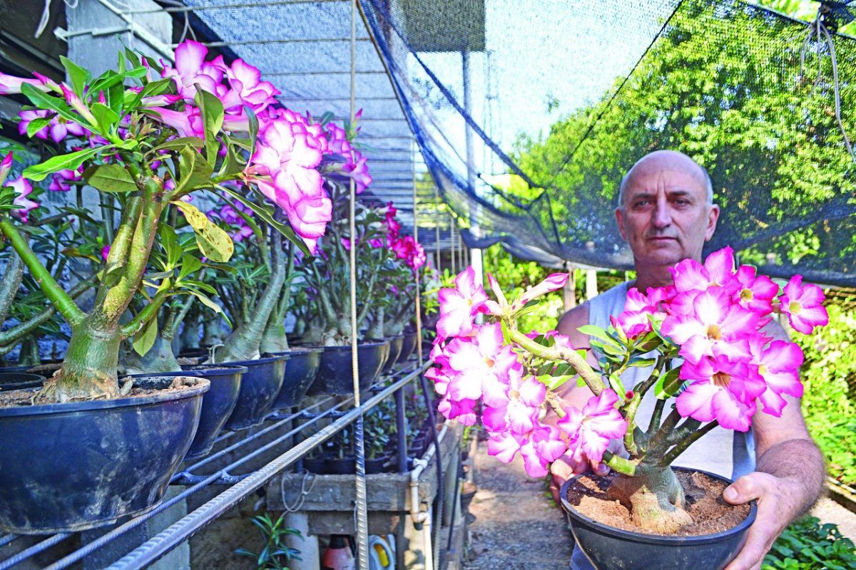 Rosa do deserto: uma beleza exótica