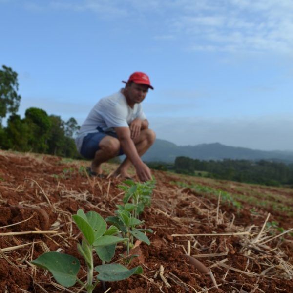 Mecanizada, lavoura de soja cresce