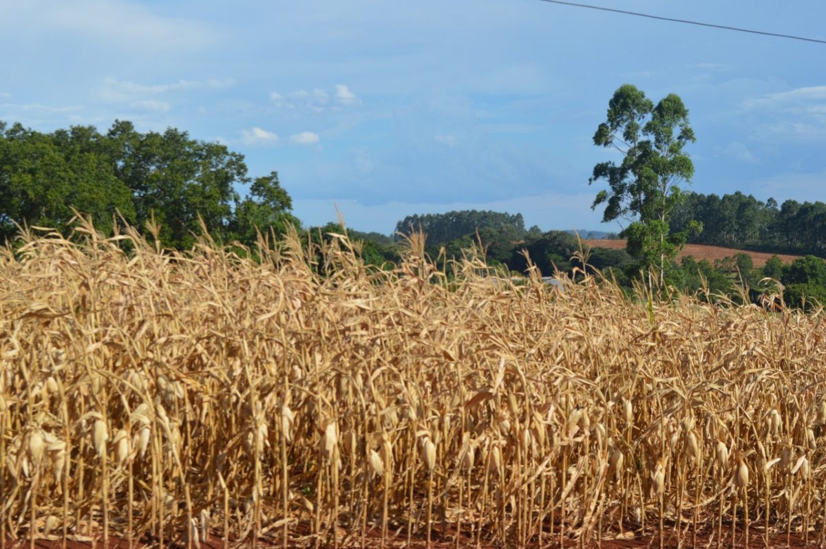 Estiagem compromete mais da metade da produção de milho