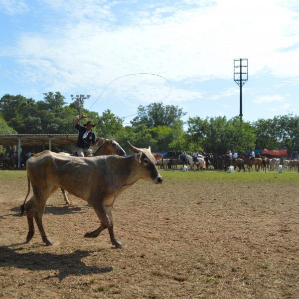 Mais de 300 laçadores no rodeio crioulo de Estrela