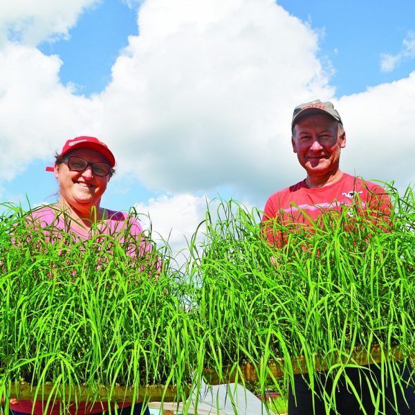 Cultivo de grama vira opção de renda