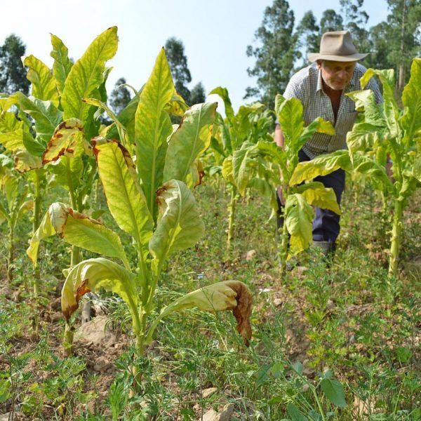 Estiagem castiga a região e já é a pior desde 2012