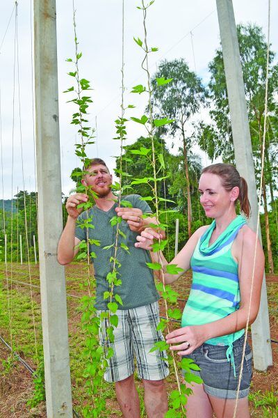 Cervejas artesanais estimulam cultivo