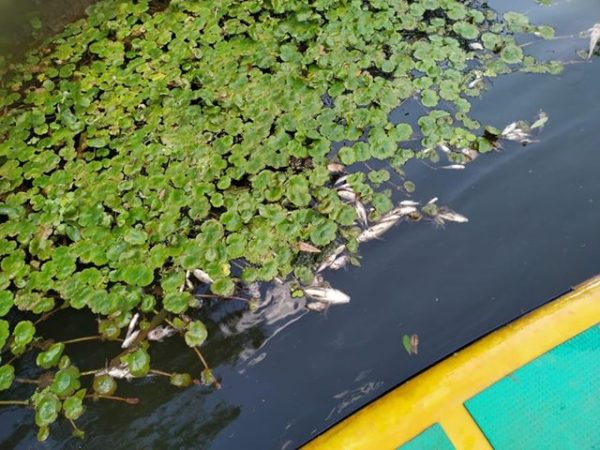 Secretaria de Meio Ambiente esclarece mortandade de peixes em Teutônia