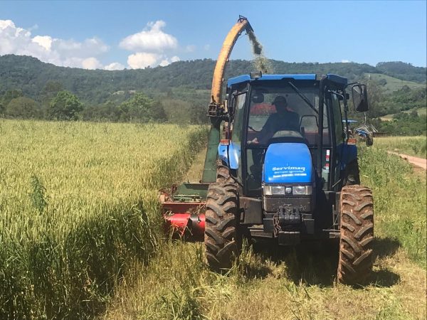 Silagem de trigo é alternativa para produtores