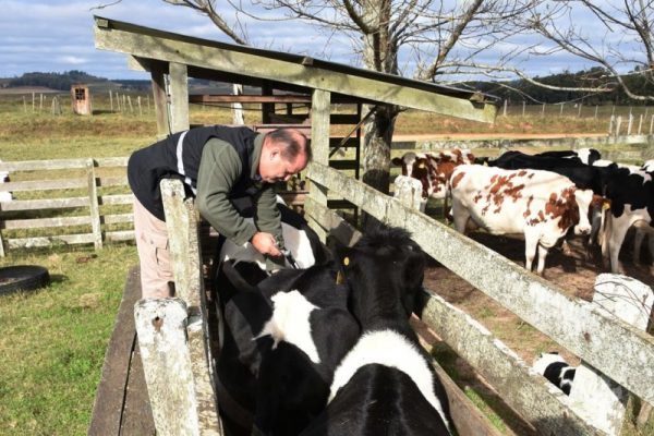 Aplicação de vacina da aftosa é prorrogada