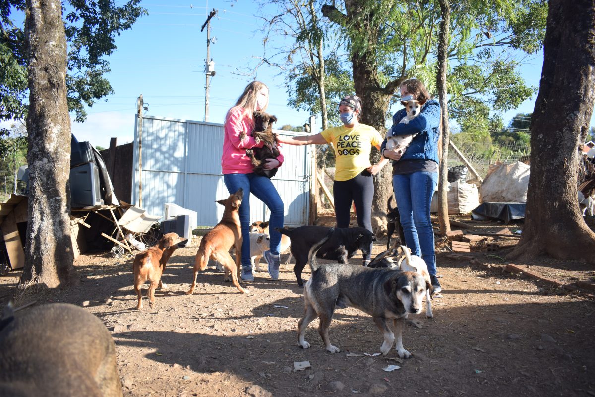 Pandemia aumenta dificuldades de ONGs  de proteção animal