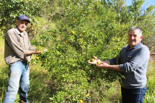 Estresse hídrico afeta produção de citros