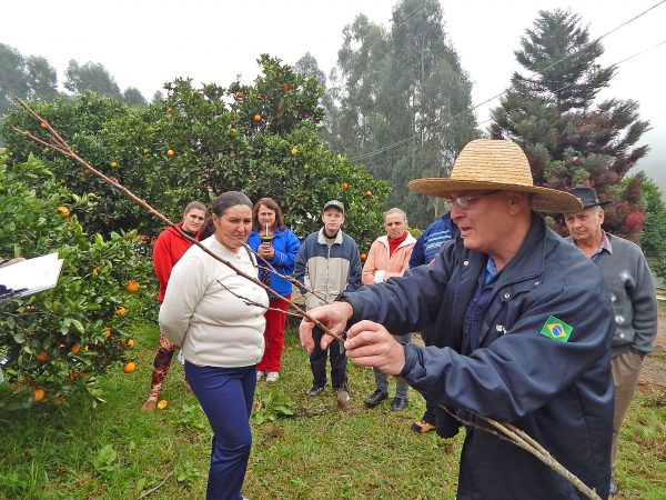 Fruticultores aproveitam o outono para fazer a poda