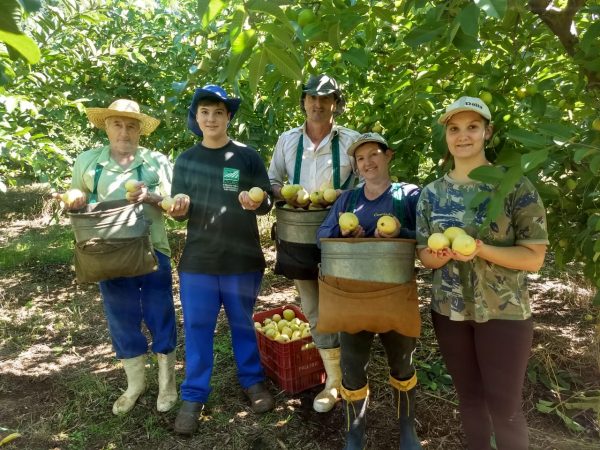 Produtores trabalham na colheita de caqui e goiaba