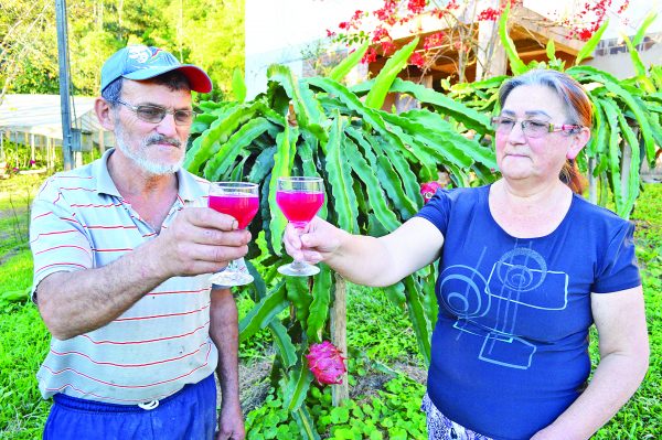 Pitaia é transformada em vinho