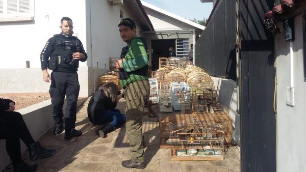 Draco apreende mais de 200 aves em Santa Clara do Sul