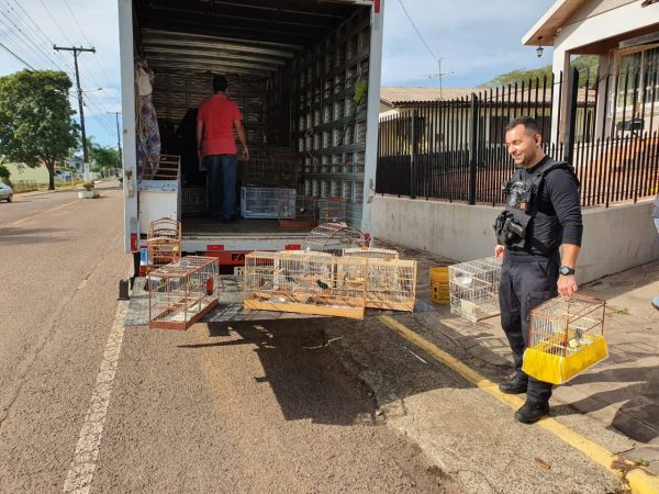 Animais apreendidos em Santa Clara são devolvidos à natureza