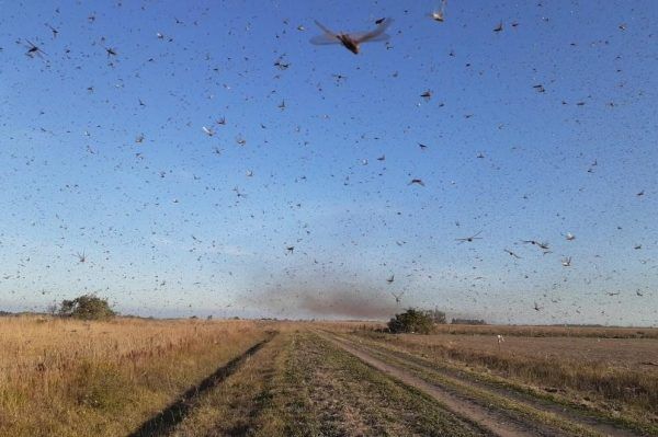 Nuvem de gafanhotos não chegará ao Brasil, estimam especialistas argentinos