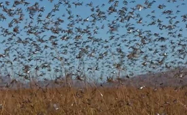 [VÍDEO] Nuvem de gafanhotos chega à Argentina e alerta fronteira gaúcha