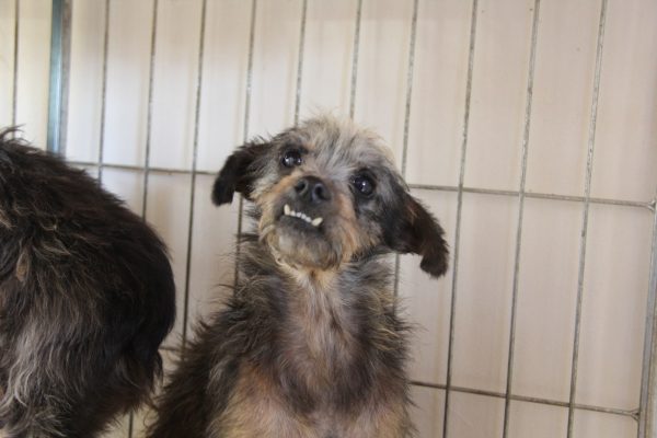 Prefeitura de Lajeado abriga cães de famílias desalojadas