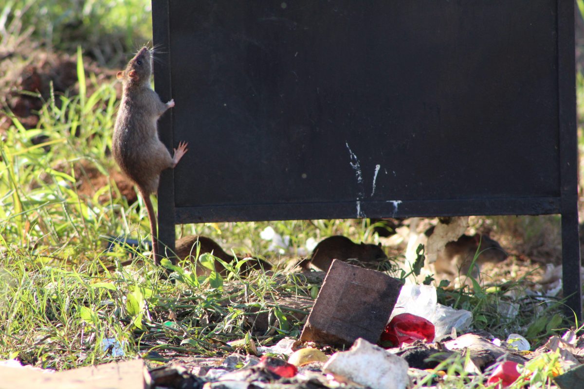 Ratos infestam terrenos e lixeiras no Moinhos d’Água