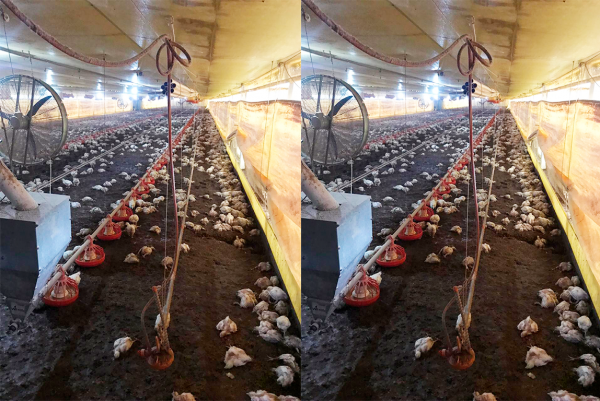Após rompimento de açude, 18 mil frangos morrem em propriedade no interior de Imigrante