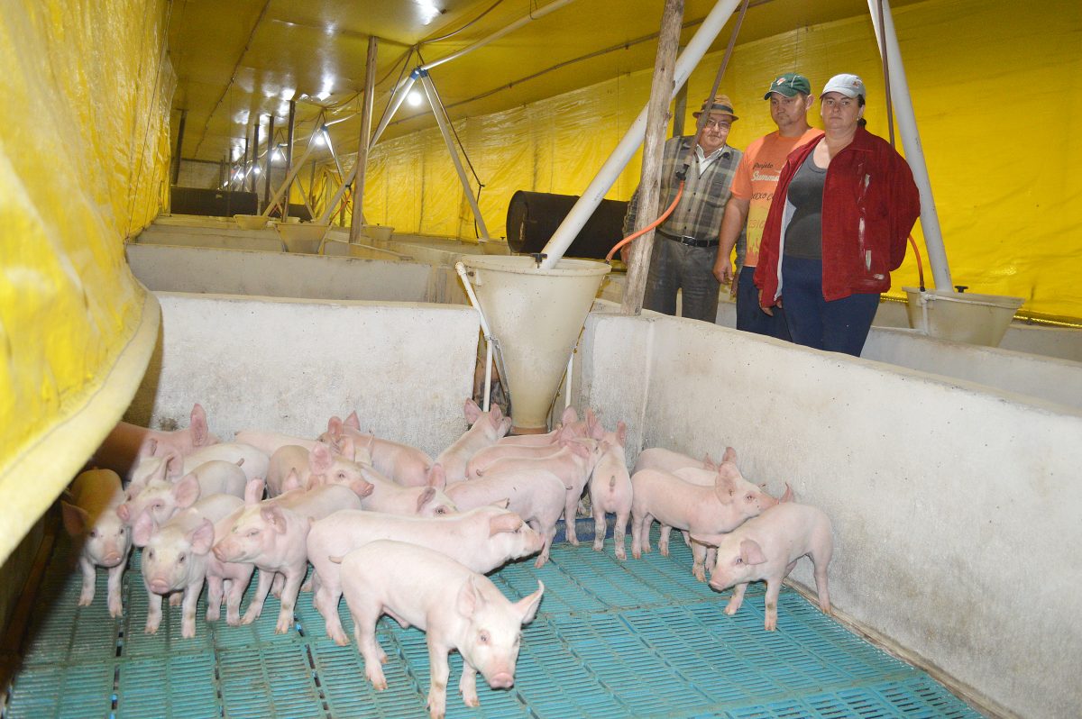 Aumento nas exportações de carne suína impulsiona investimentos