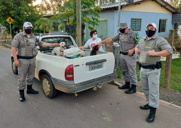 Cães passavam fome para serem usados em caças