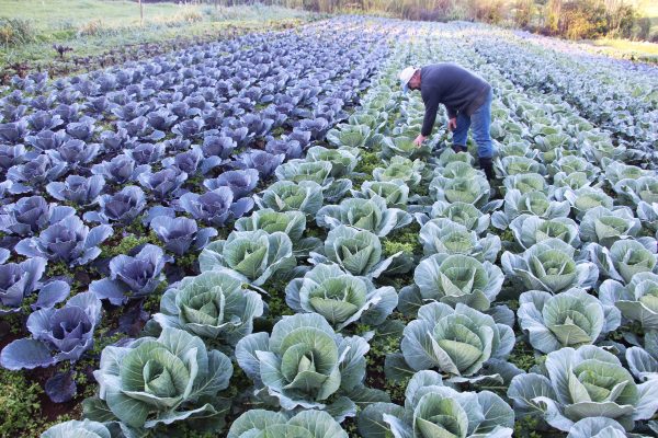 Produtores de Santa Clara ampliam cultivo de orgânicos