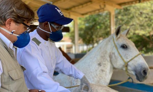 Soros produzidos por cavalos têm anticorpos potentes para covid-19