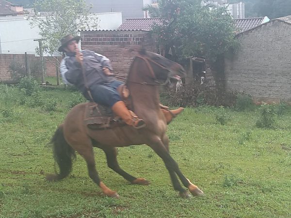 “Precisamos ganhar a confiança do cavalo para ter a amizade dele”