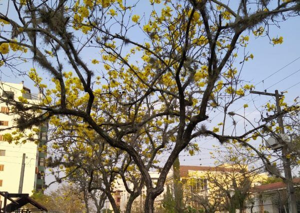 Primavera chega com temperatura amena no amanhecer