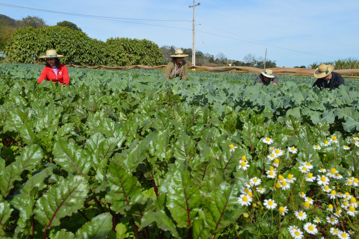 Lei que inclui alimentos orgânicos na merenda de Lajeado é inconstitucional