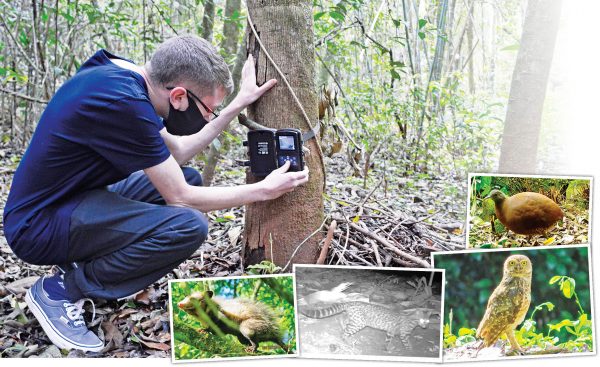 Câmeras camufladas revelam animais raros