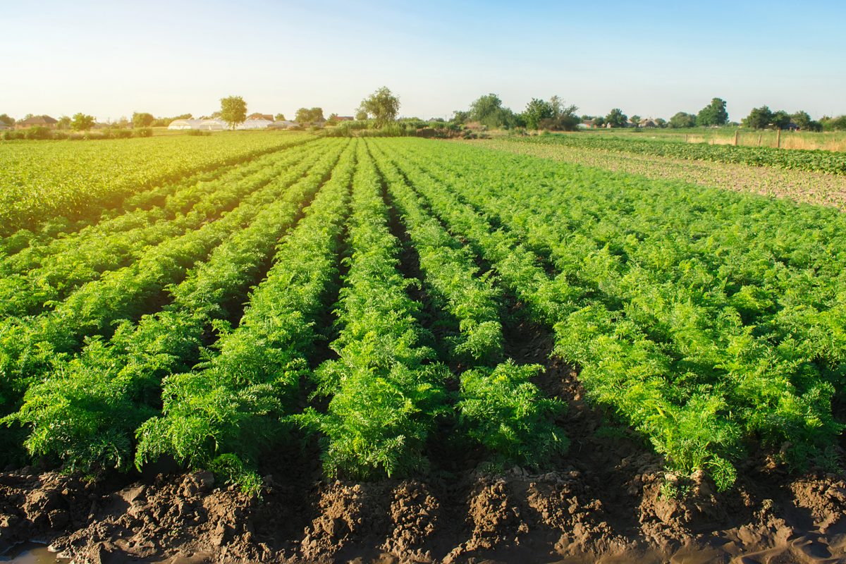 Univates promove lives relacionadas à agroindústria e sustentabilidade