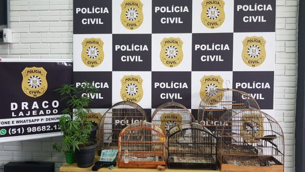 Draco apreende drogas e aves silvestres em Cruzeiro do Sul